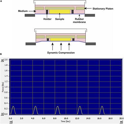 Effects of Mechanical Compression on Chondrogenesis of Human Synovium-Derived Mesenchymal Stem Cells in Agarose Hydrogel